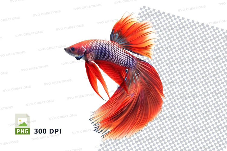Vibrant betta fish