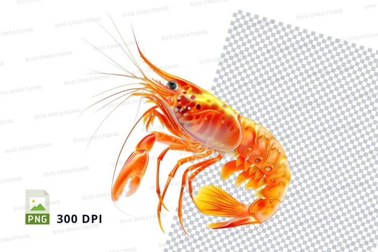 Shrimp Illustration Image 4
