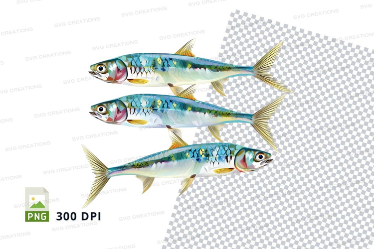 School of mackerel fish