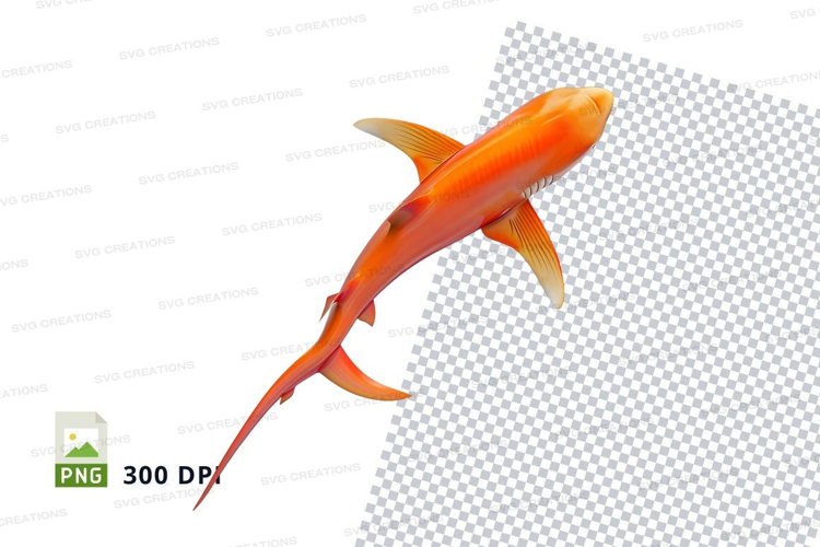 Orange koi fish
