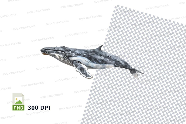 Whale Illustration Image 12