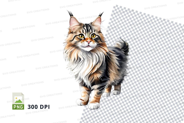 Graceful maine coon cat