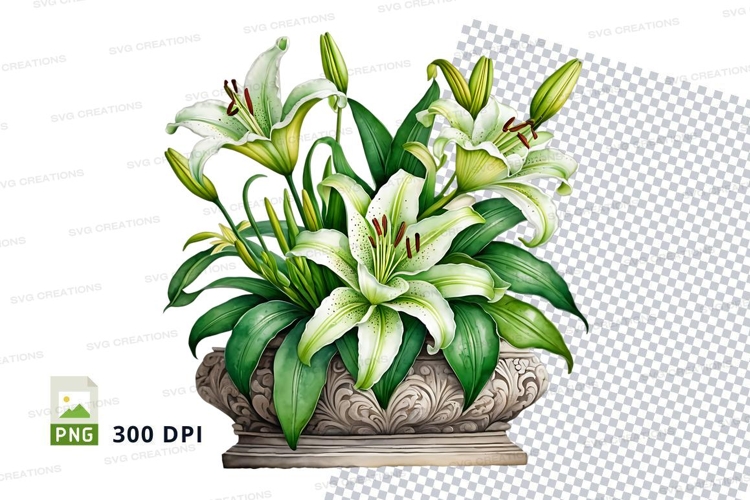 White Flowers Png Image 7