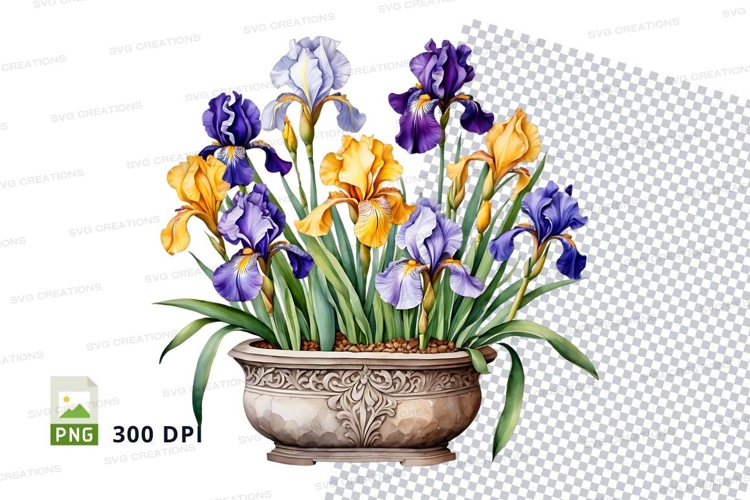 Iris Clipart
