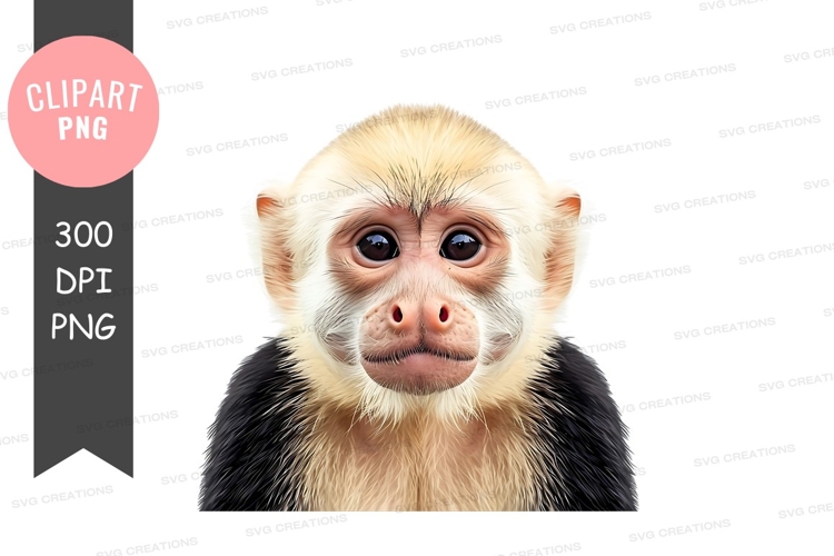 Monkey Png Image 24