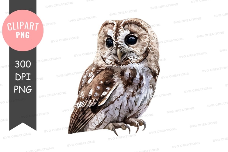 Feather Clipart Image 6