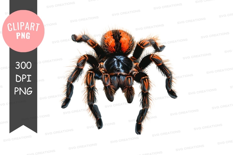 Spider PNG Image 3