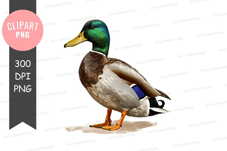 Duck Clipart Image 12