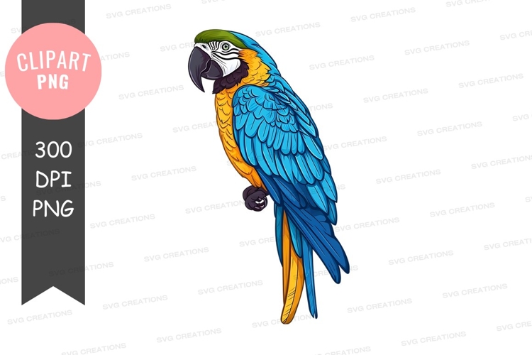 Colorful parrot clipart png