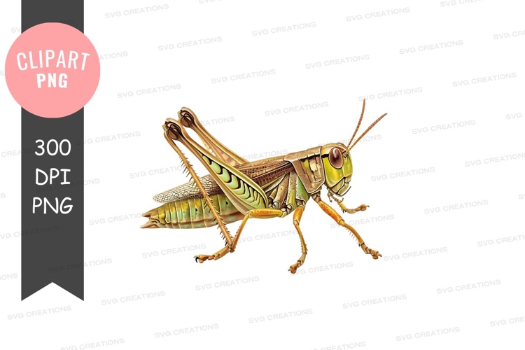 Grasshopper Clipart Image 23