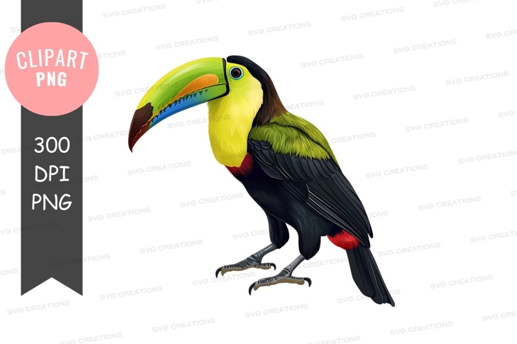 Vibrant toucan clipart png