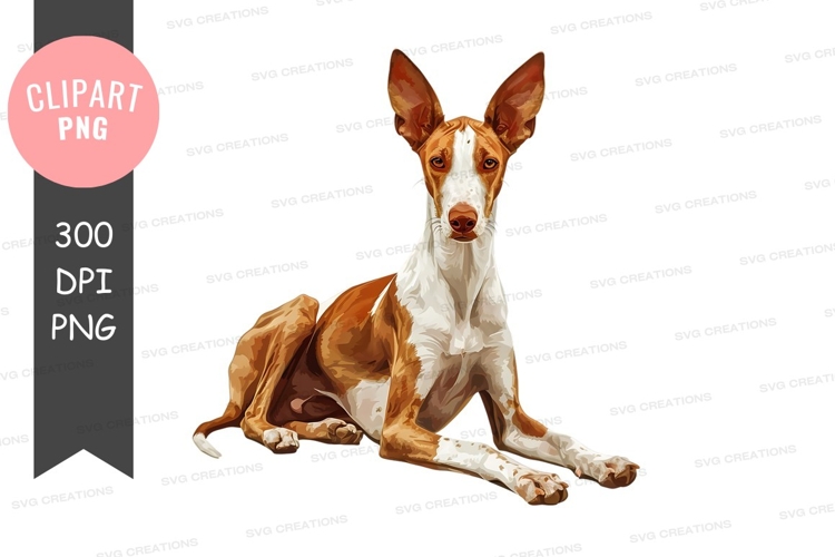 Portrait of a basenji dog