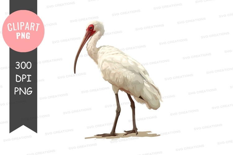 Colorful betta fish clipart png