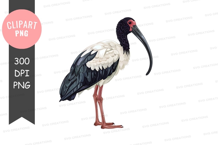 Vibrant betta fish clipart png