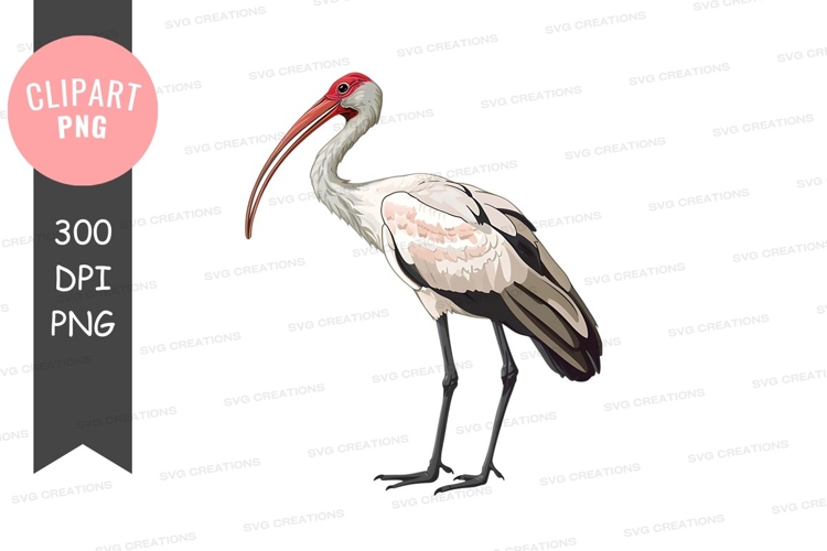 Pet Illustration Image 16