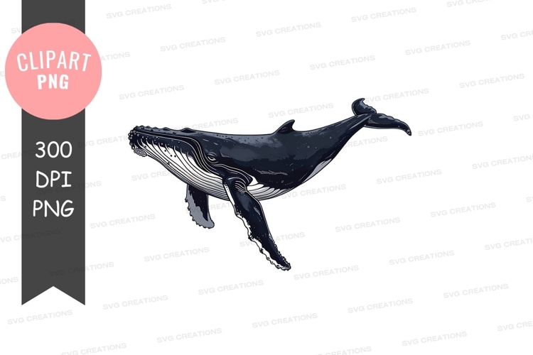 Whale Clipart Image 13