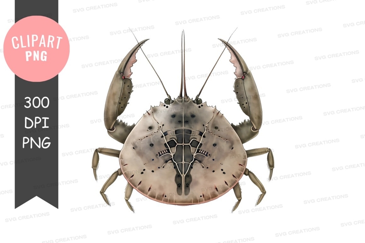 Crab Png Image 15