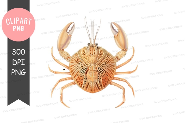 Crab Png Image 11