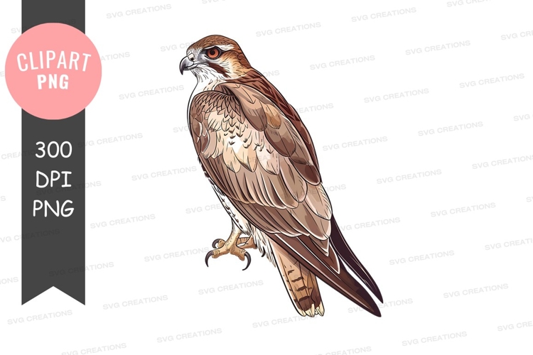 Hawk Clipart Image 12