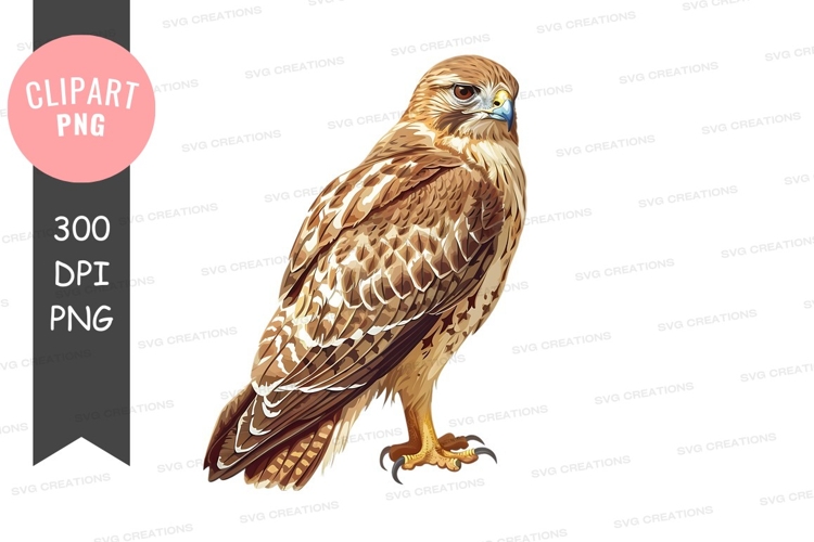 Hawk Clipart Image 13
