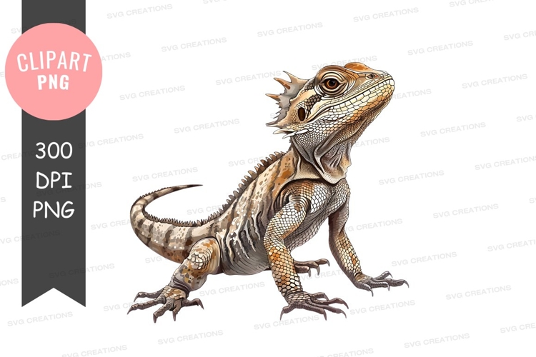 Bearded Dragon Clipart Image 13