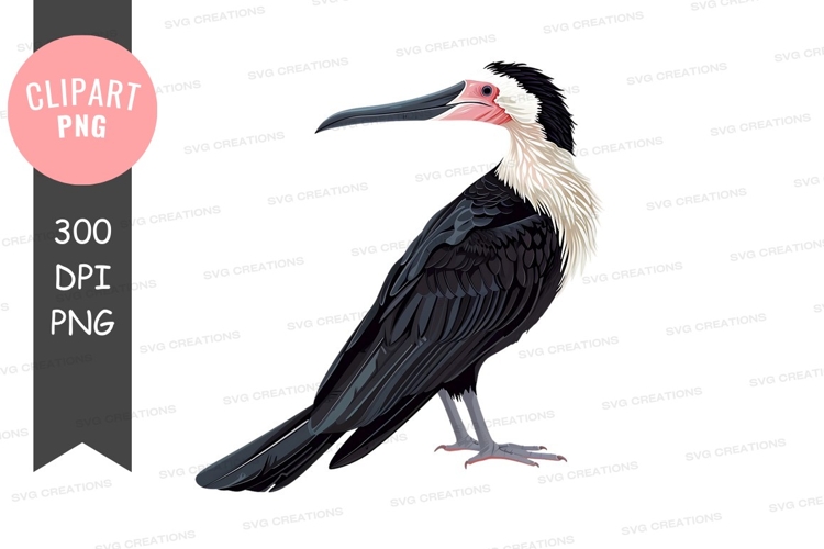 Black-capped night heron clipart png