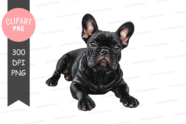 Playful french bulldog puppy