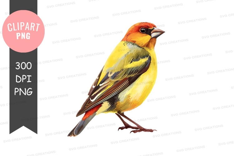 Vibrant yellow and orange bird