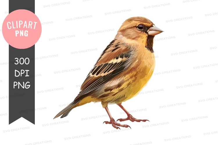 Clipart png of a songbird