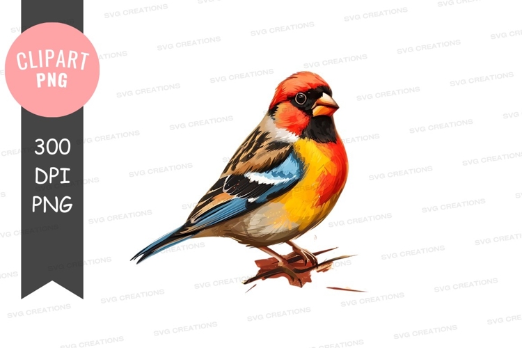 Colorful bird clipart png