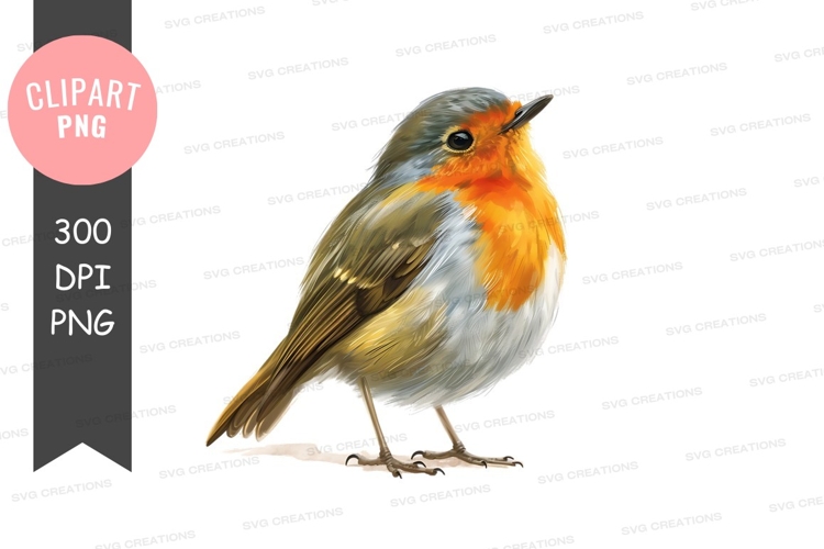Robin Png Image 8