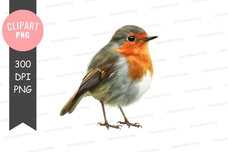Robin bird clipart png