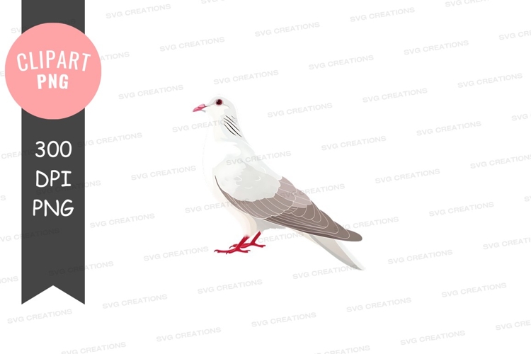 White Dove Png Image 16