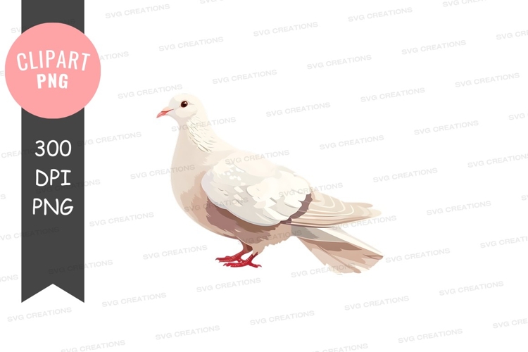 White Dove Png Image 15