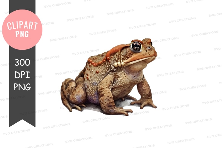 Curious toad clipart png