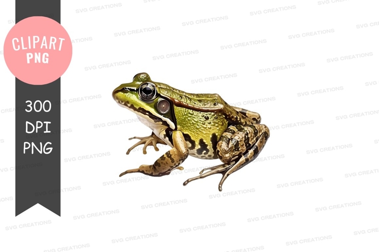 Green frog clipart png