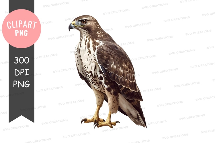 Hawk Clipart Image 9
