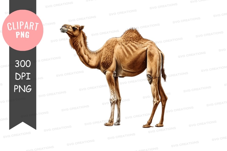 Desert Illustration Image 7