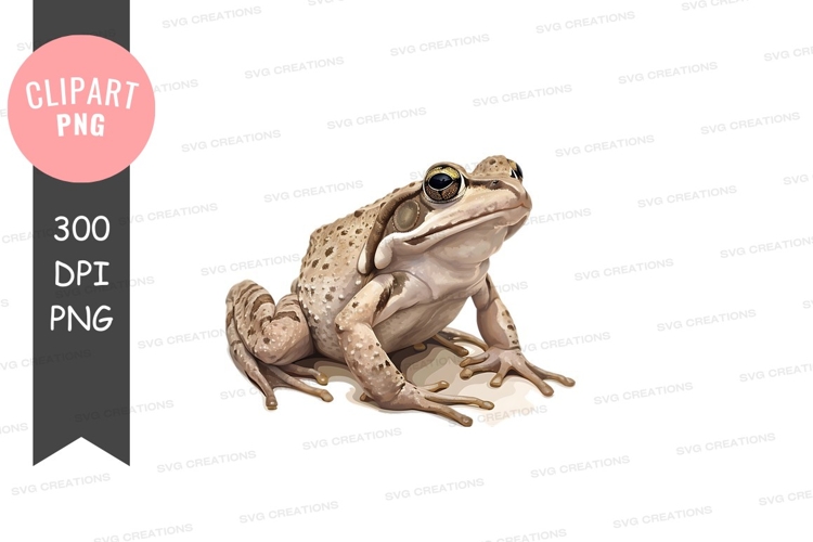 Frog Illustration Image 10
