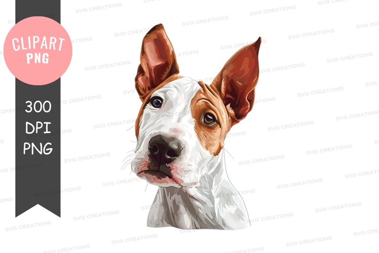 Portrait of a basenji dog