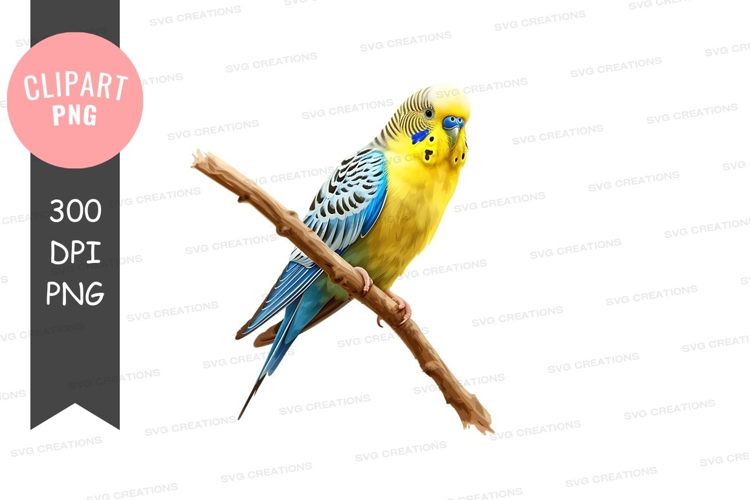 Budgerigar on a branch