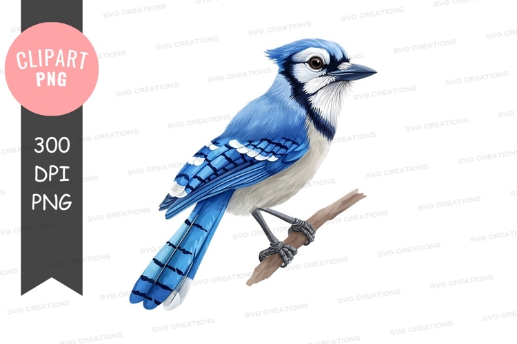 Blue Jay Clipart Image 2