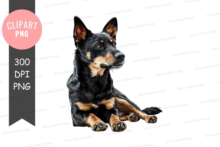 Loyal australian cattle dog