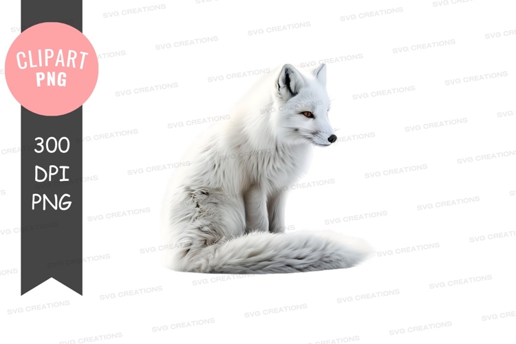 White arctic fox clipart png