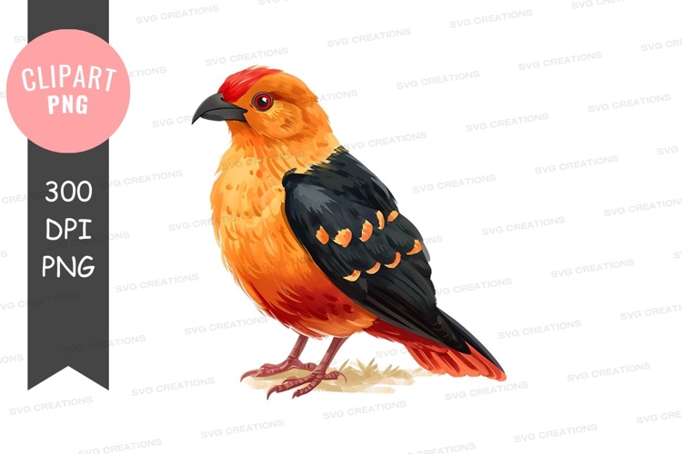 Feathers Clipart Image 6