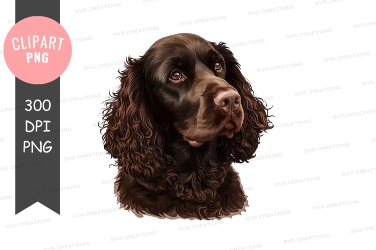 Portrait of a boykin spaniel