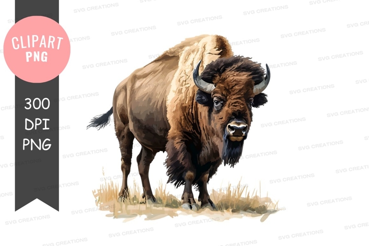 Majestic bison in natural habitat