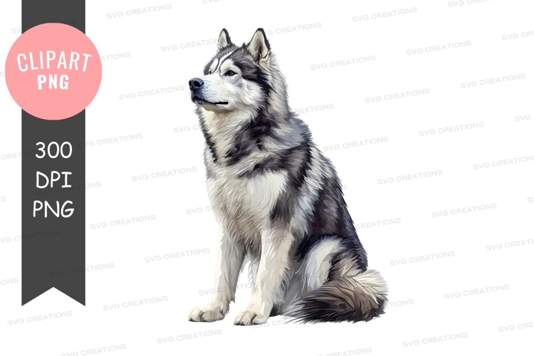 Majestic siberian husky