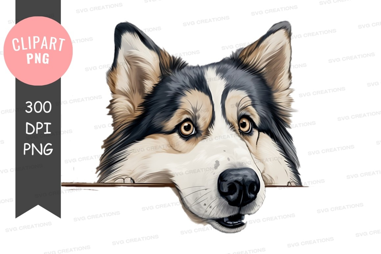 Curious husky peeking over