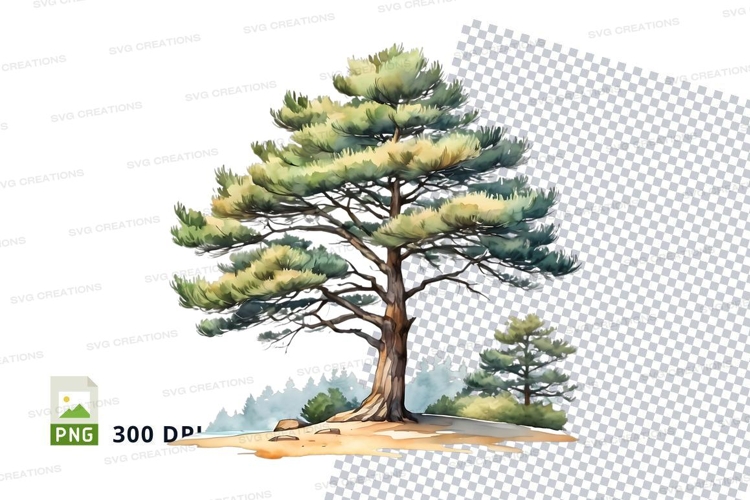 Watercolor pine tree clipart png